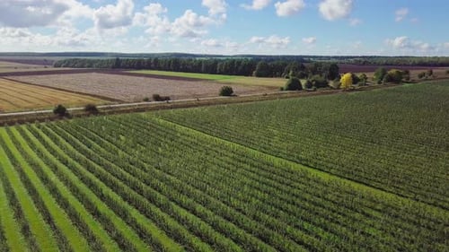 Apple Plantation are Growing in Rows in the Field