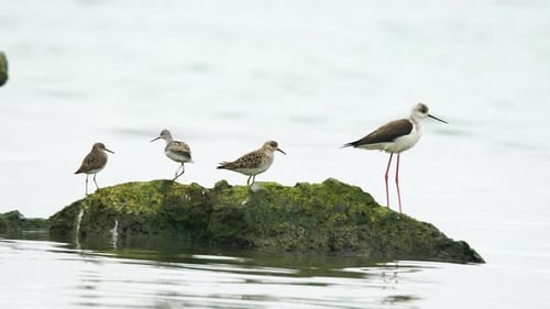 Wood Sandpiper, Ruff, Black Winged Stilt and Common Greenshank