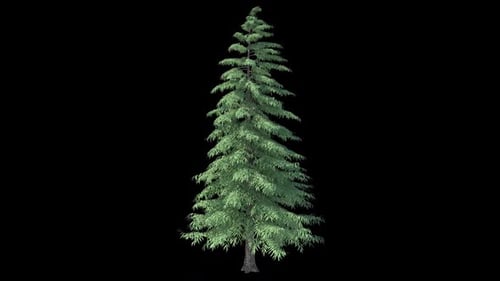 Weihnachtsbaum wächst mit Alpha Hd