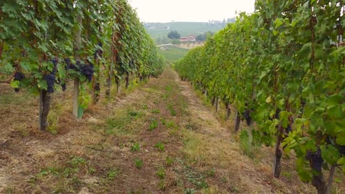 Raisins rouges dans le domaine de l'agriculture viticole. Culture de vigne mûre