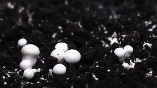 Tiny White Mushrooms Growing From Soil