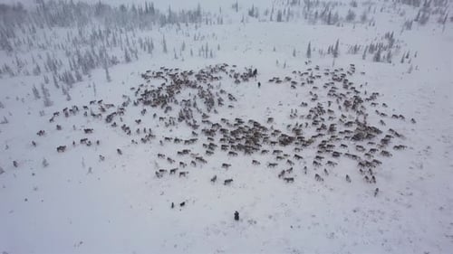 Hirsch auf der Weide zwei