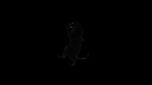Panther Dancing HD