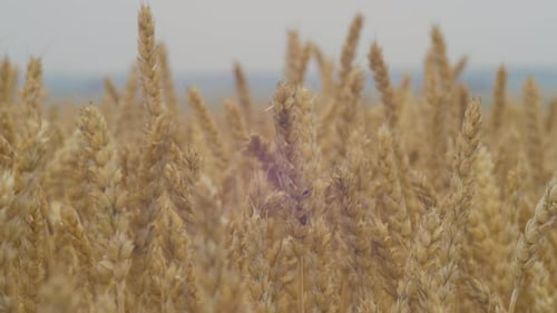 Close up view of wheat