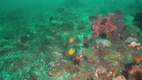 Coral Reef and Tropical Fish