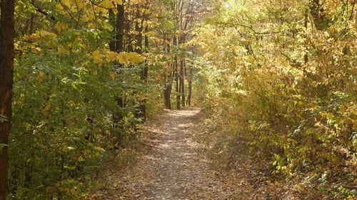Daily POV walking through the forest by autumn