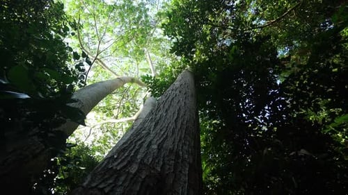 Looking up High Trees