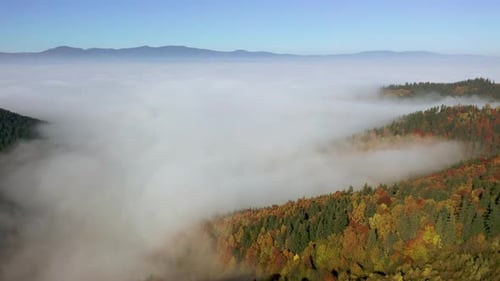 Flight Over Autumn Forest Covered with Dense Fogs, Mountains in Background, Romania