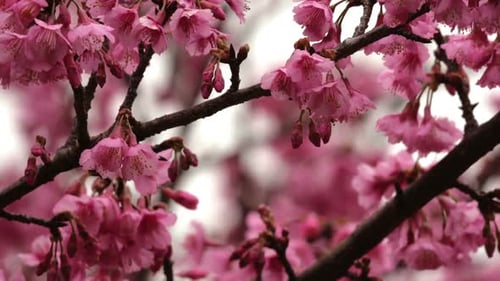 Delicate Pink Cherry Blossoms Blooming in Spring
