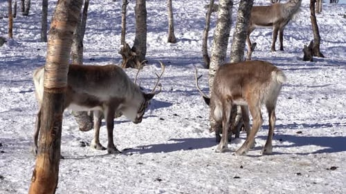 Reindeer Interacting in Snowy Winter Woodland