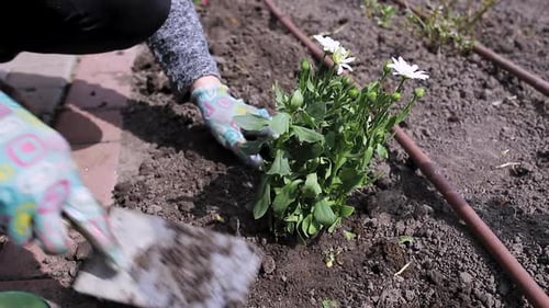 Girl sits flowers near the house