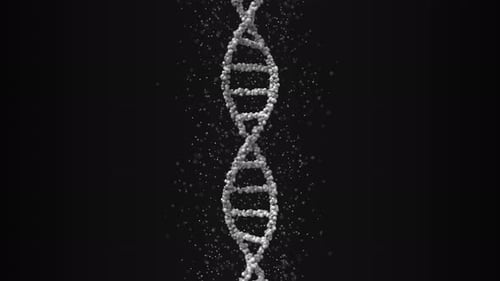 DNA Molecule Model