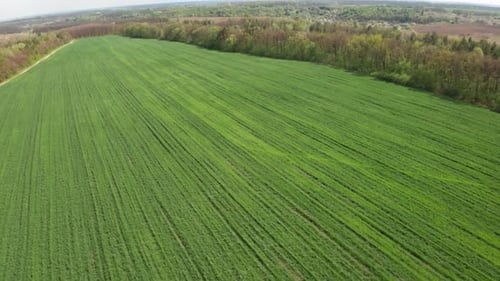 Feld bedeckt mit grünem Jungweizen