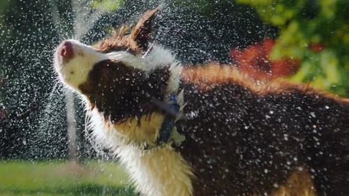 Dog Shakes Head Splattering Water Droplets Outdoors