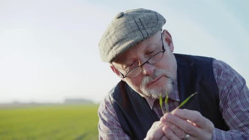 Portrait of Farmer Holds and Checks Spring Wheat Leaves on Field