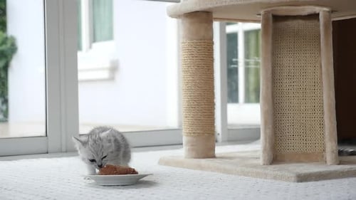 Grey Tabby Kitten Eating Food Indoors