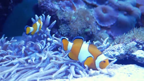 Clownfish Swimming Among Anemones in Blue Aquarium