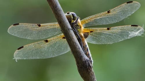 Big Dragonfly Sits on a Branch, Wild Beetle in Nature, Summer Spring Colorful Macro Wildlife