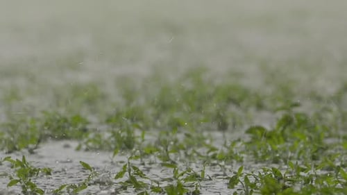 Raindrops on the Ground