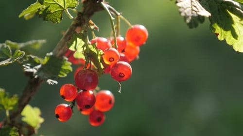 Lot of healthy Ribes rubrum plant shallow DOF 4K 2160p 30fps UltraHD footage - The deciduous shrub
