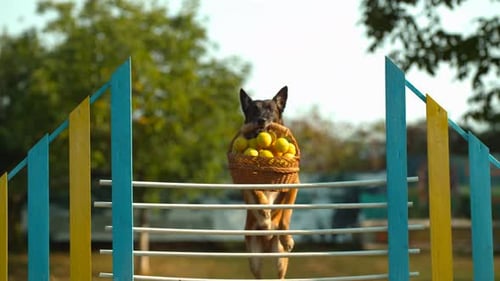 Dog Jumps Over Hurdle with Basket of Balls