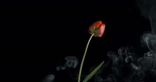 Eine Blume im Rauch.