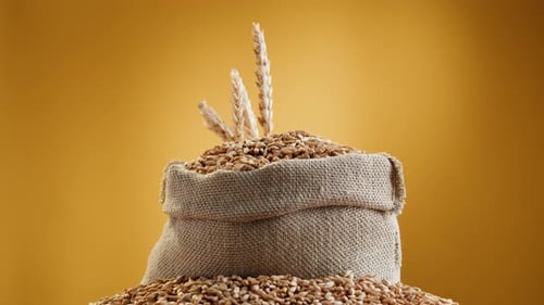 Malt Grains Closeup