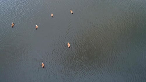 Enten Teil 2