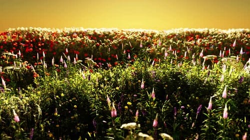 Field with Flowers During Summer Sundown