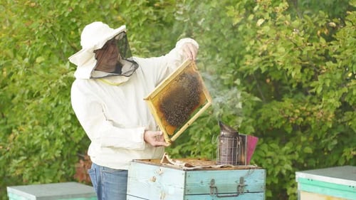 Beekeeper Fumbles Bee Hive with White Smoke.
