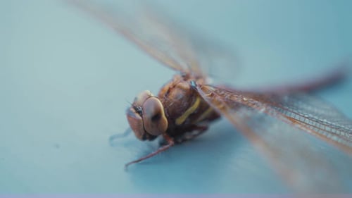 Close Up of Orange Dragonfly Insect