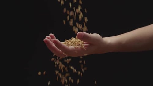 Rice Grain Dropping From Farmer's Hand