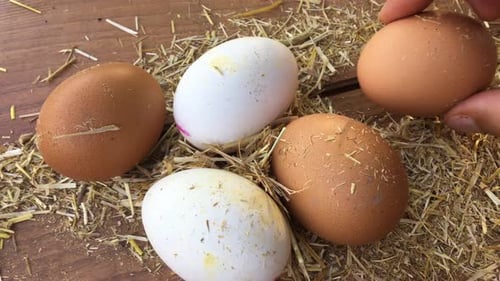 Ostern