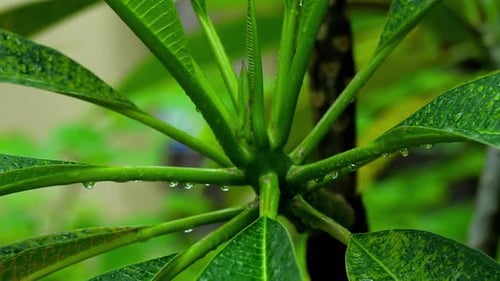 Lush Green Tropical Plant with Rain Droplets