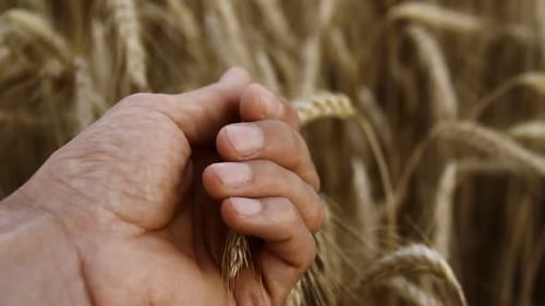 Male Palm Hand Examining Barley