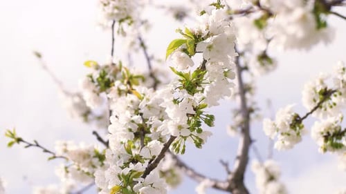 Spring Blossom