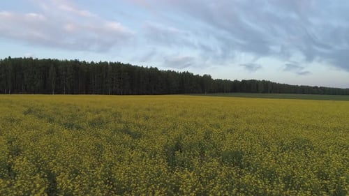 Aerial shot of a large field with yellow flowers at evening 02