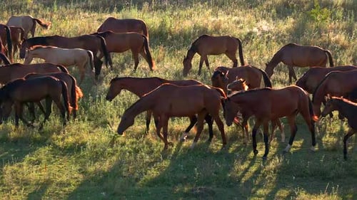 Horses Walk and Eat Grass