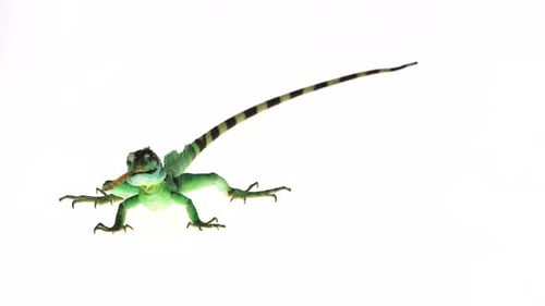 Basilic vert ou Basiliscus Basiliscus Chasse la larve et la mange sur fond blanc.