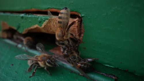Beehive 03