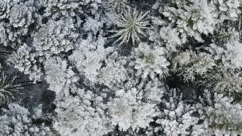Winter Spruce and Pine Forest