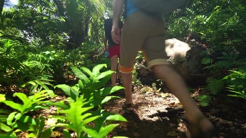 Hikers Walking Along Bright Jungle Path