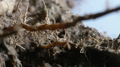 Close-Up of Plant Roots in Soil