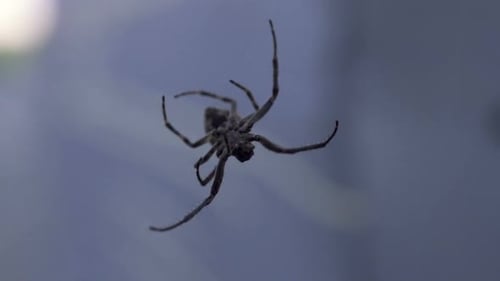 Spider Making Web Close-Up, Dangerous Scary Insect, Arachnophobia, Wilderness