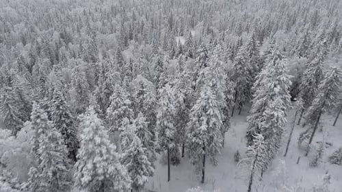 Aerial View of a Frozen Forest with Snow Covered Trees at Winter