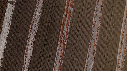 Pumpkins In Rows In Field Top View