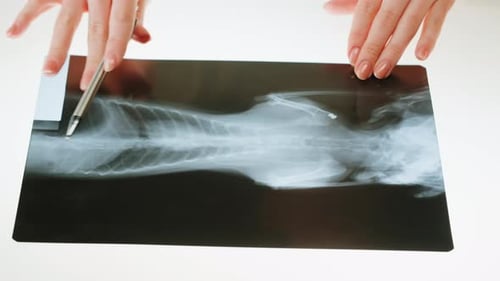 Hands Examining X-Ray of Cat Bones