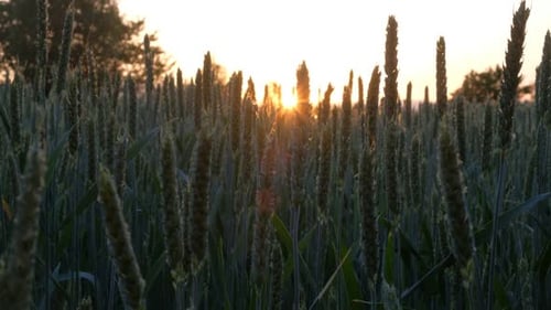 Wheat Field Glowing in Sunset, Rural Agriculture