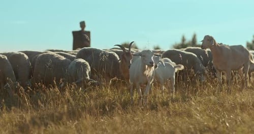 Goat Chews Grass in a Field Livestock Pasture