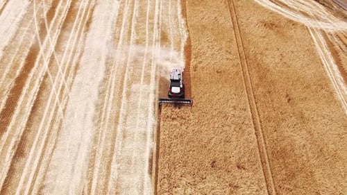 Aerial View, Grain Crops Harvesting. Drone Flying Slow Above a Combine Harvester